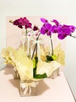 Orquídea Phalaenopsis Para Presente - Imagem 2