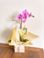 Orquídea Phalaenopsis Para Presente