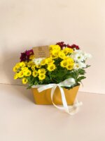 Mini Margaridas Plantadas - Um Toque de Pureza e Carinho - Imagem 2