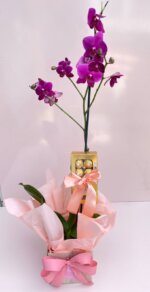 Orquídea Phalaenopsis com Bombons Ferrero Rocher - Imagem 2